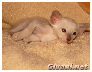 Siamese Cats • Сиамские кошки - Siamese Kittens • Сиамские котята - 24