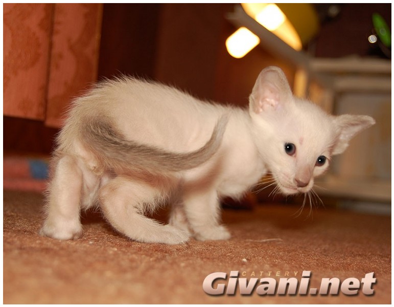 Siamese Cats • Сиамские кошки - Siamese Kittens • Сиамские котята - 17