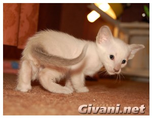 Siamese Cats • Сиамские кошки - Siamese Kittens • Сиамские котята - 17