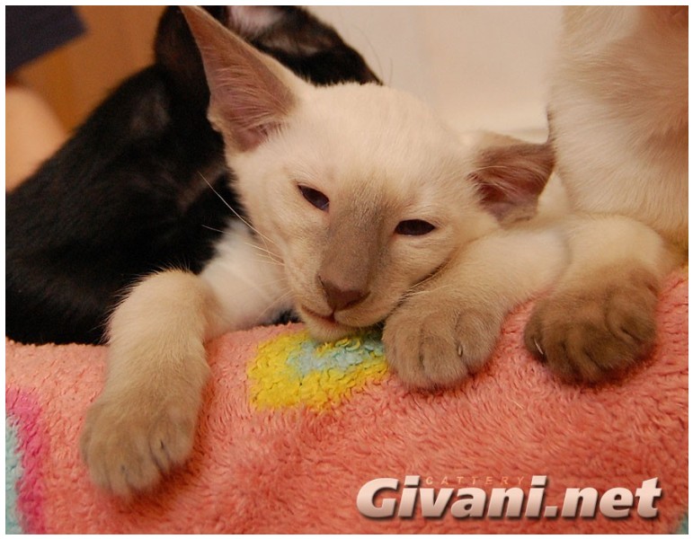 Siamese Cats • Сиамские кошки - Siamese Kittens • Сиамские котята - Лайлак Поинт