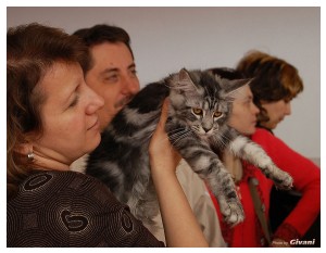 Cats Shows Photo • Выставки кошек - Cats Show • March, 2010 • Донецк - 503