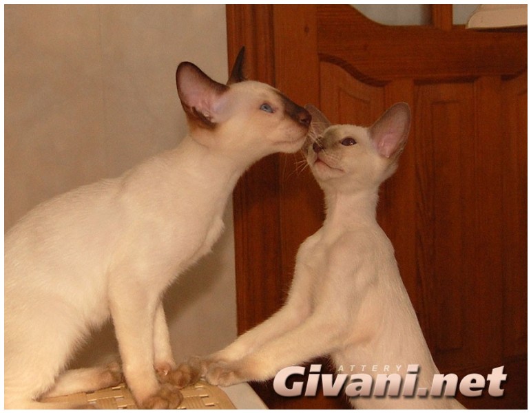 Siamese Cats • Сиамские кошки - Siamese Kittens • Сиамские котята - Лайлак и Шоколад Поинт