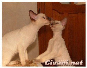 Siamese Cats • Сиамские кошки - Siamese Kittens • Сиамские котята - Лайлак и Шоколад Поинт