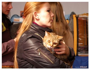 Cats Shows Photo • Выставки кошек - Cats Show • March, 2010 • Донецк - 501