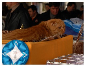 Cats Shows Photo • Выставки кошек - Cats Show • March, 2010 • Донецк - 510