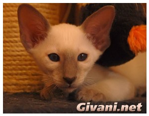 Siamese Cats • Сиамские кошки - Siamese Kittens • Сиамские котята - Лайлак Поинт
