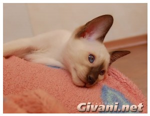 Siamese Cats • Сиамские кошки - Siamese Kittens • Сиамские котята - Шоколад Поинт