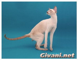 Siamese Cats • Сиамские кошки - Siamese Cats • Сиамские кошки - Сиамский кот с лиловыми поинтами