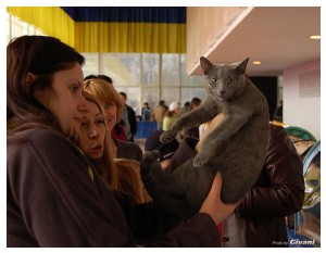 Cats Shows Photo • Выставки кошек - Cats Show • March, 2010 • Донецк - 487