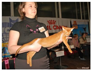 Cats Shows Photo • Выставки кошек - Cats Show • March, 2010 • Донецк - 375