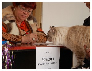 Cats Shows Photo • Выставки кошек - Cats Show • March, 2010 • Донецк - 499