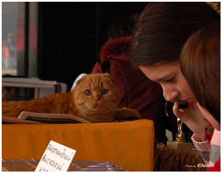 Cats Shows Photo • Выставки кошек - Cats Show • March, 2010 • Донецк - 509