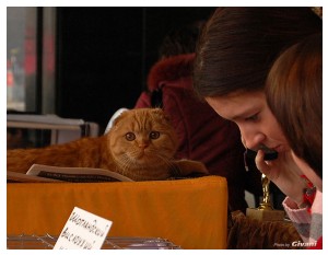 Cats Shows Photo • Выставки кошек - Cats Show • March, 2010 • Донецк - 509
