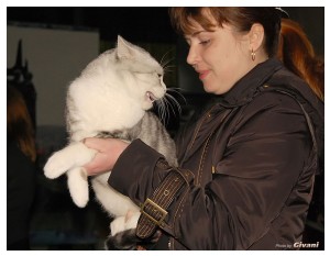 Cats Shows Photo • Выставки кошек - Cats Show • March, 2010 • Донецк - 393