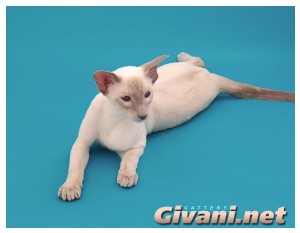 Siamese Cats • Сиамские кошки - Siamese Cats • Сиамские кошки - Barvinok Givani