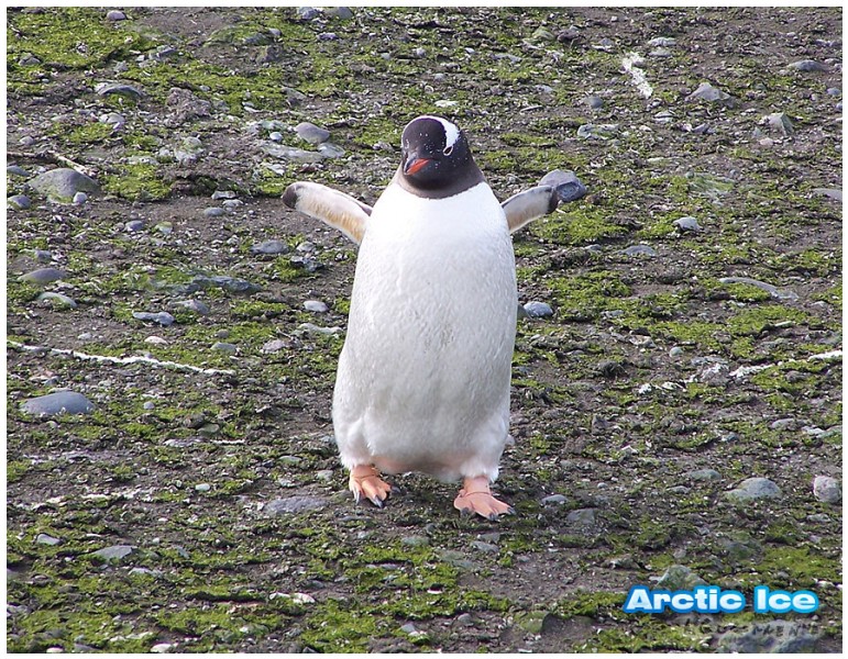 Nature • Природа - Arctic Ice • Арктика - Arctic Penguin