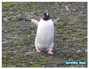 Nature • Природа - Arctic Ice • Арктика - Arctic Penguin