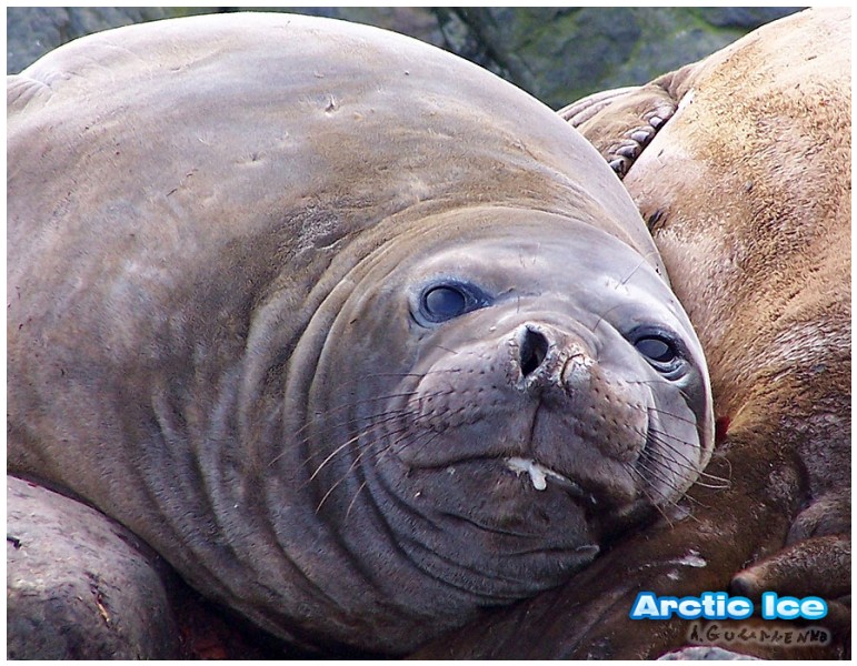 Nature • Природа - Arctic Ice • Арктика - Морской котик • Seal