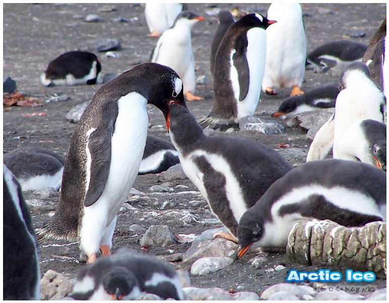 Nature • Природа - Arctic Ice • Арктика - Пигвин кормит птенца
