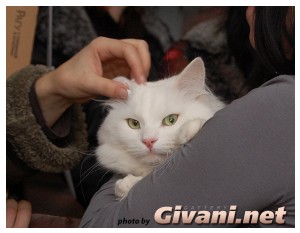 Cats Shows Photo • Выставки кошек - Cats Show • December, 2009 • Донецк - 44