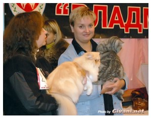 Cats Shows Photo • Выставки кошек - Cats Show • December, 2009 • Донецк - 11