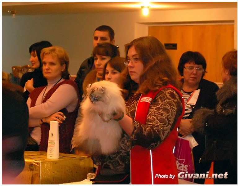 Cats Shows Photo • Выставки кошек - Cats Show • December, 2009 • Донецк - 28