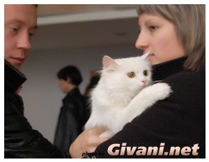 Cats Shows Photo • Выставки кошек - Cats Show • December, 2009 • Донецк - 43