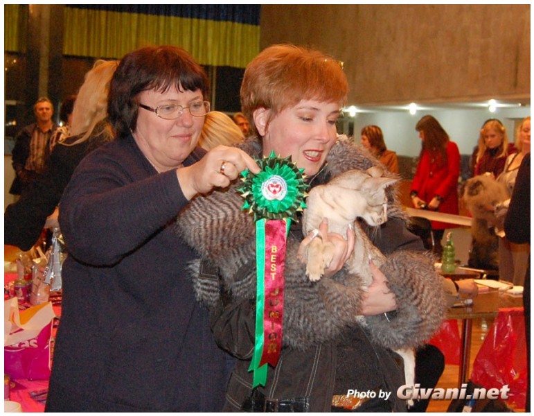 Cats Shows Photo • Выставки кошек - Cats Show • December, 2009 • Донецк - 29
