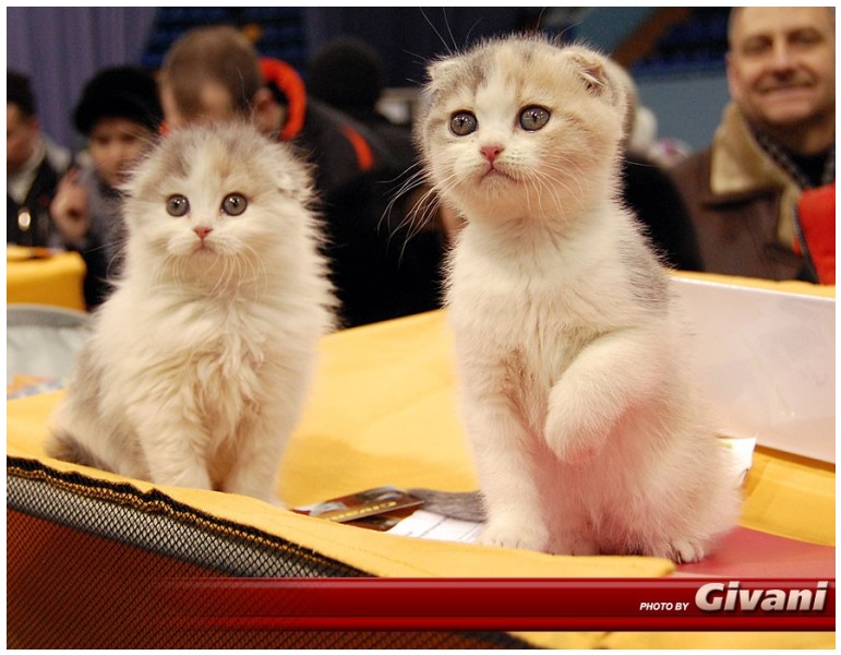 Cats Shows Photo • Выставки кошек - Cats Show • February, 2010 • Донецк - 020