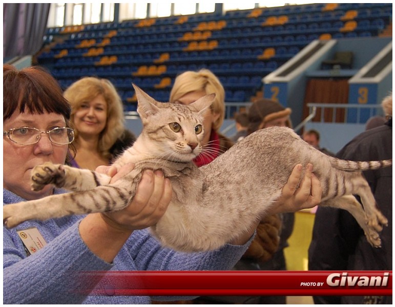Cats Shows Photo • Выставки кошек - Cats Show • February, 2010 • Донецк - 080