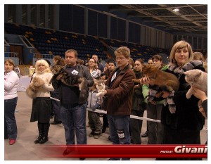 Cats Shows Photo • Выставки кошек - Cats Show • February, 2010 • Донецк - 049