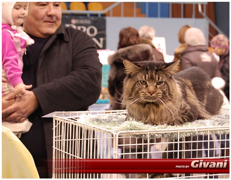Cats Shows Photo • Выставки кошек - Cats Show • February, 2010 • Донецк - 105