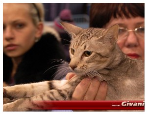 Cats Shows Photo • Выставки кошек - Cats Show • February, 2010 • Донецк - 081