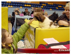 Cats Shows Photo • Выставки кошек - Cats Show • February, 2010 • Донецк - 053
