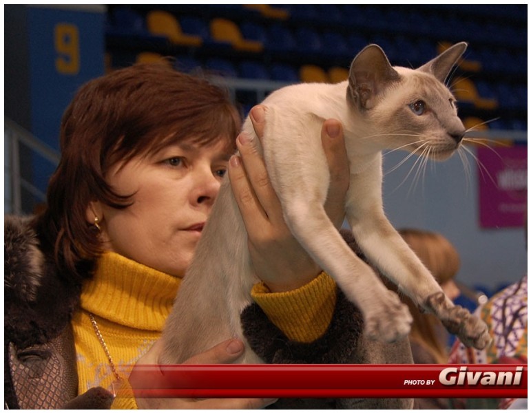 Cats Shows Photo • Выставки кошек - Cats Show • February, 2010 • Донецк - 099