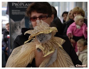 Cats Shows Photo • Выставки кошек - Cats Show • October, 2010 • Донецк - 050