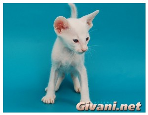 Siamese Cats • Сиамские кошки - Siamese Kittens • Сиамские котята - Форинвайт