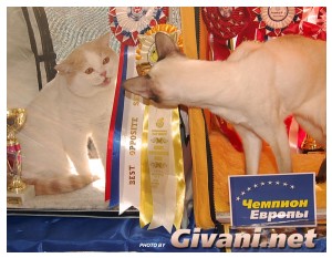 Cats Shows Photo • Выставки кошек - Cats Show • September, 2009 • Донецк - 059