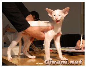 Cats Shows Photo • Выставки кошек - Cats Show • September, 2009 • Донецк - 100
