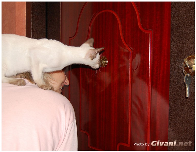 Givani.net - Funny Pics • Прикольные фото - Сиамские коты очень любопытные