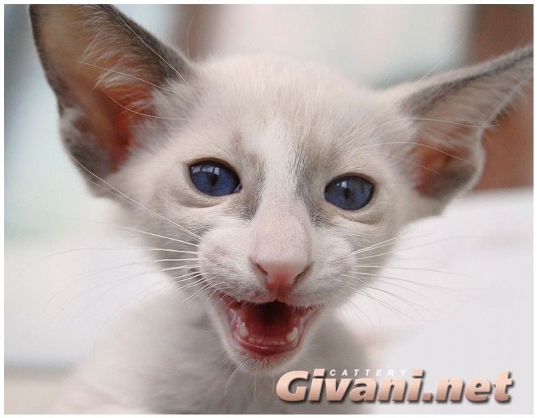 Givani.net - Funny Pics • Прикольные фото - Смеющийся кот
