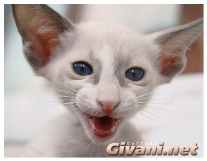 Givani.net - Funny Pics • Прикольные фото - Смеющийся кот