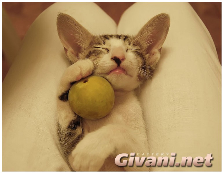 Givani.net - Funny Pics • Прикольные фото - Спящий котенок