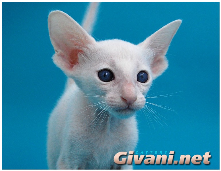 Siamese Cats • Сиамские кошки - Siamese Kittens • Сиамские котята - Форинвайт