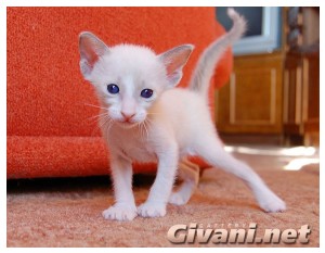 Givani.net - Funny Pics • Прикольные фото - Cute kitten • Милый котенок