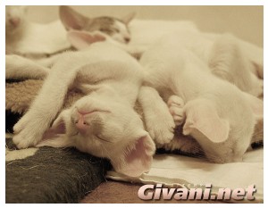 Givani.net - Funny Pics • Прикольные фото - Спящий котенок