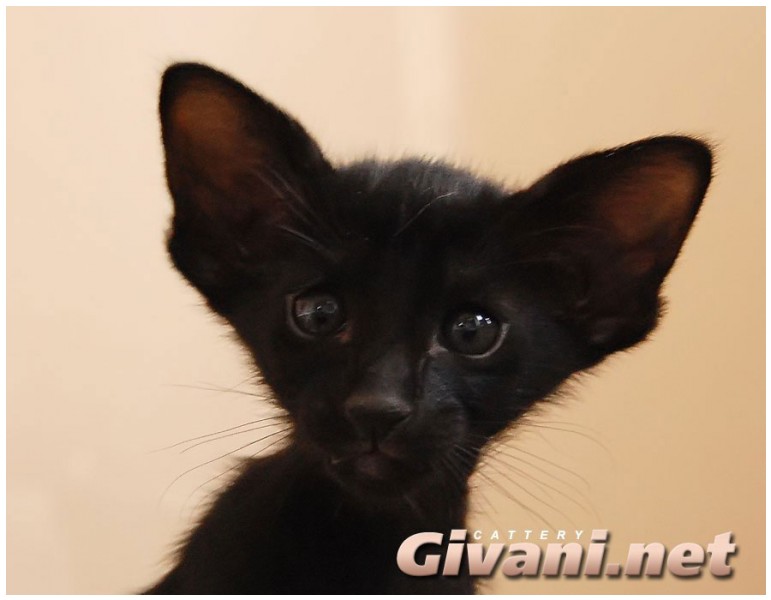 Givani.net - Funny Pics • Прикольные фото - Любопытный кот