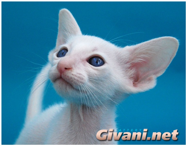 Siamese Cats • Сиамские кошки - Siamese Kittens • Сиамские котята - Foreign White kitten