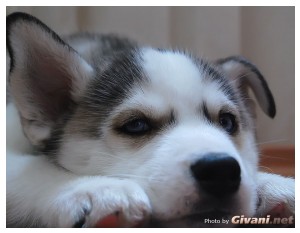 Givani.net - Huskies photo • Хаски фото - Husky Puppy