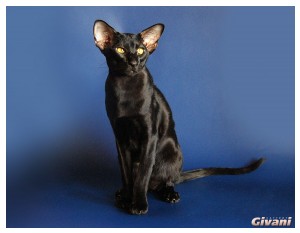 Oriental Cats • Ориентальные кошки - Oriental cats • Ориентальные кошки - Alario Daikichi